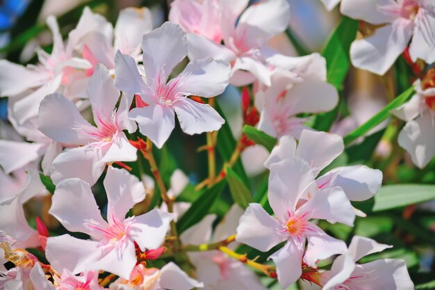 Pink oleanders on a clear day