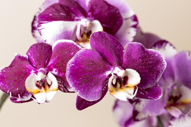Pink Orchid bloemen cosmetica op bruine achtergrond