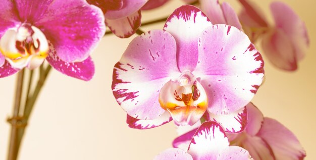 Pink Orchid bloemen Wellness op bruine achtergrond