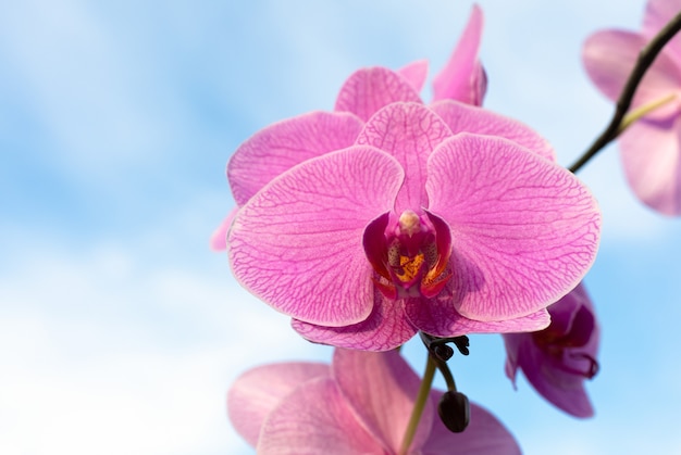 ピンクの蘭の花が咲く