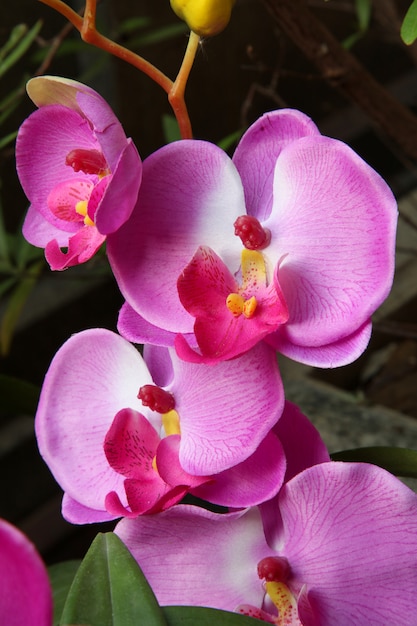 Pink orchid blossom