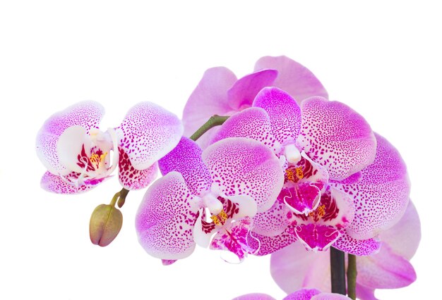 Pink  orchid branch close up  isolated on white background