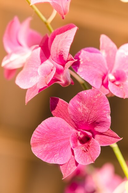 Pink orchid Brown background