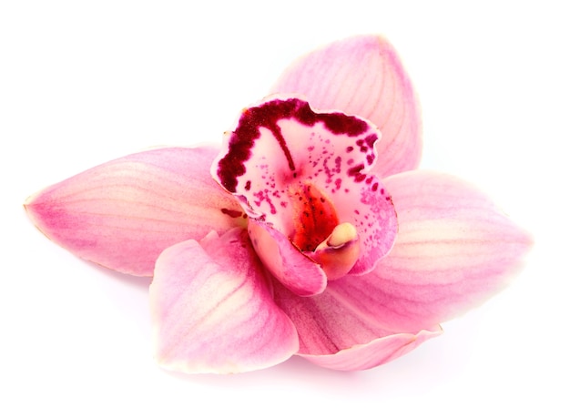 Pink orchid close up on white