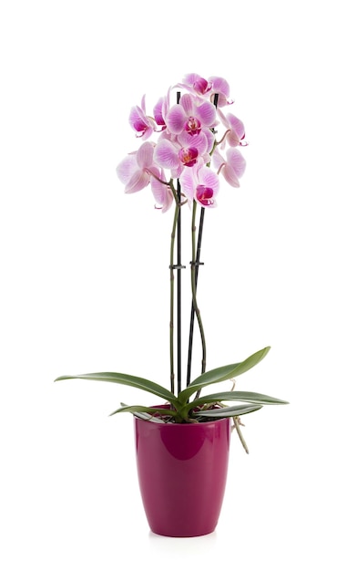 Photo pink orchid in a dark pink pot