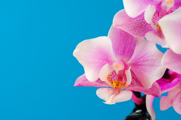 Pink orchid flower close up against blue background