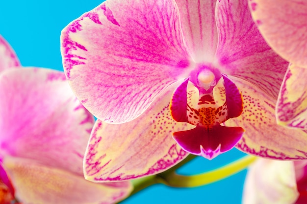 Photo pink orchid flower close up against blue background