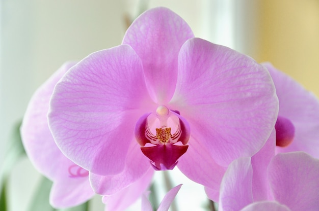 Pink orchid flower close-up