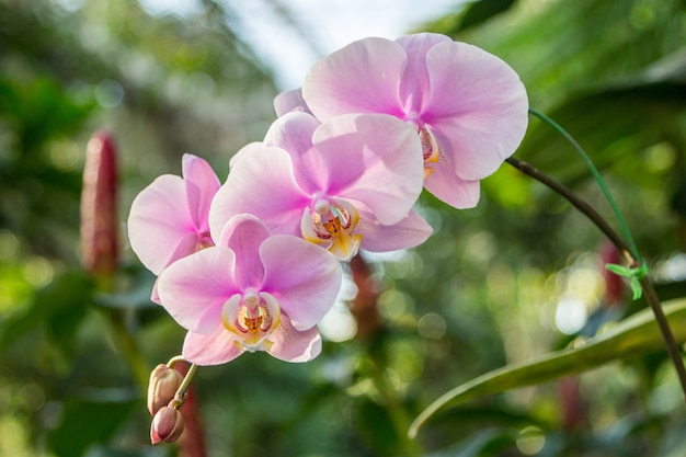 庭にピンクの蘭の花、閉じる