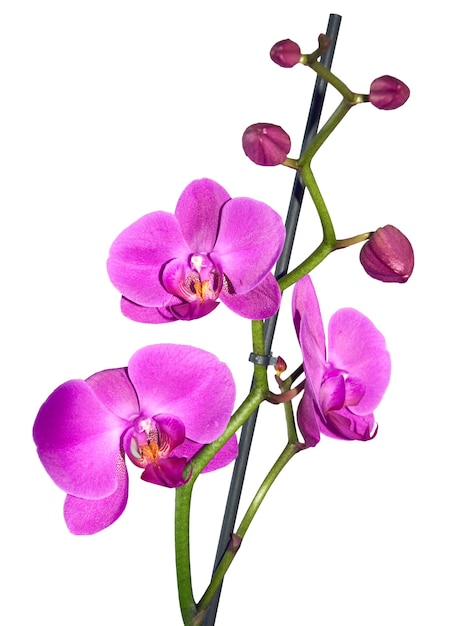 Fiore di orchidea rosa isolato su sfondo bianco