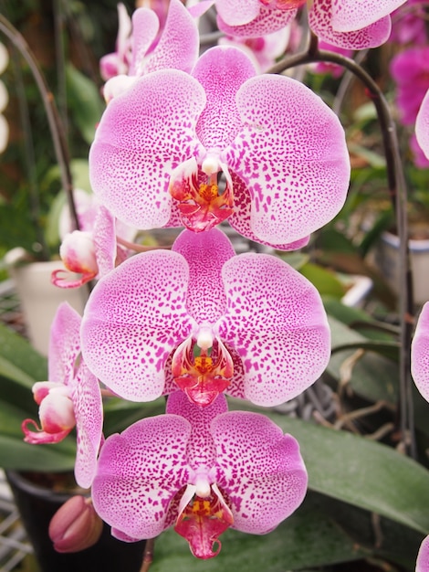 Pink Orchid flower plants