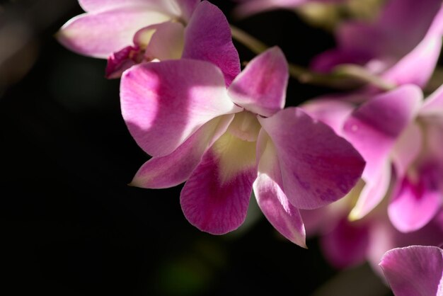 A pink orchid flower with a white center and a pink center.