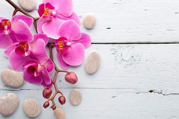 Pink orchid flower.