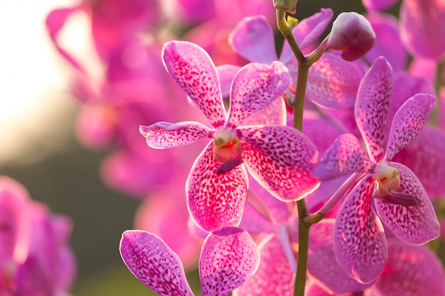 Pink orchid flower