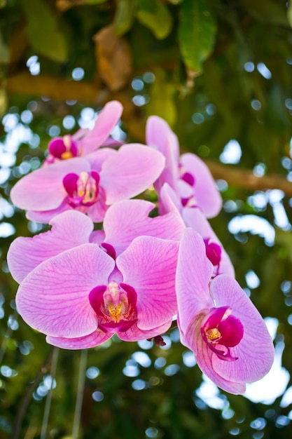 Pink orchid flower