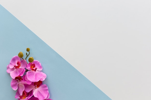 Pink orchid flowers arranged on corner of dual background