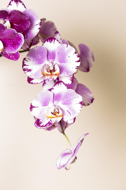 Pink Orchid flowers cosmetics on brown background