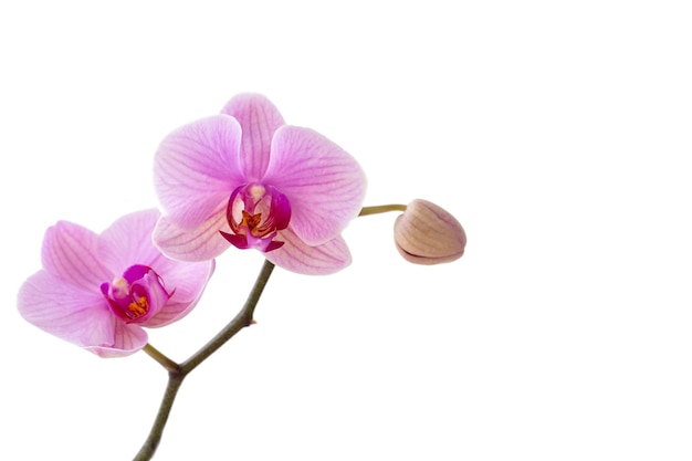 Fiori di orchidea rosa, isolare su sfondo bianco con spazio di copia.