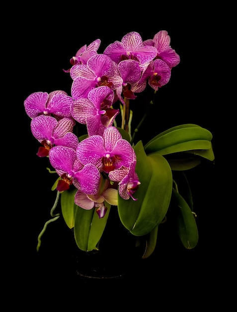 Pink orchid flowers isolated on black