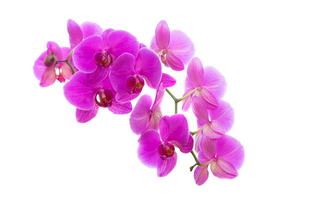 Pink orchid flowers isolated on white background