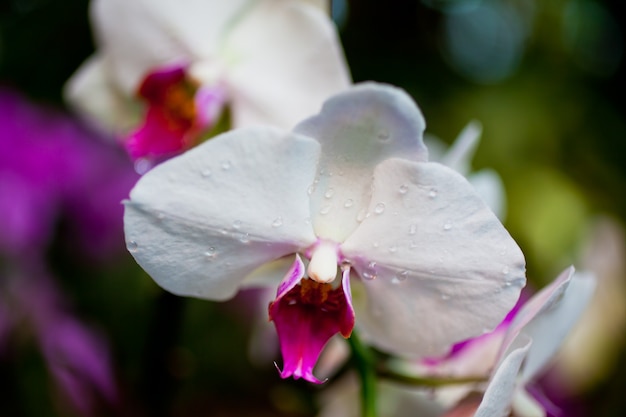 Pink Orchid Flowers on Leaves Background. Horizontal shot