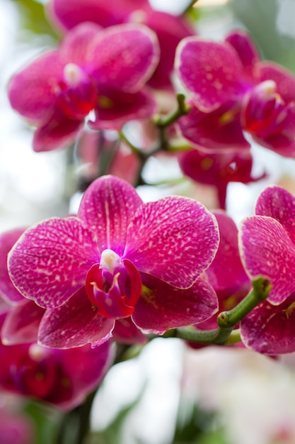 葉の背景にピンクの蘭の花。縦ショット