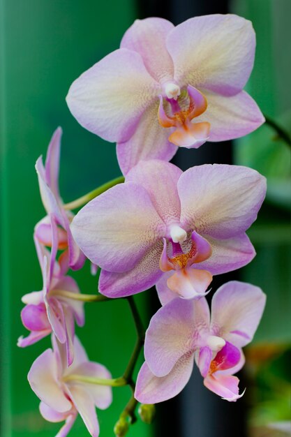 Pink Orchid Flowers on Leaves Background. Vertical shot