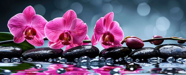 Foto fiori di orchidee rosa su ciottoli neri lucidi con gocce d'acqua