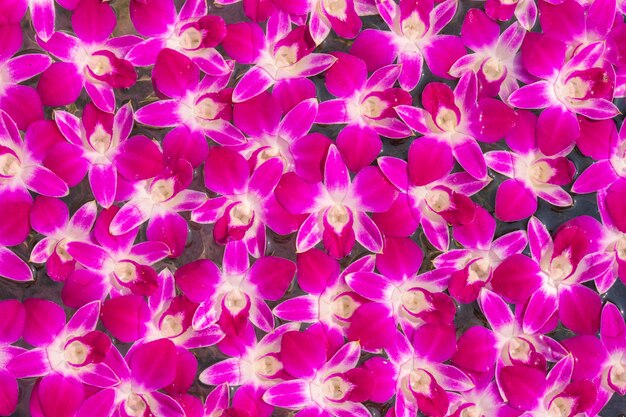 Pink orchid flowers over water surface close up, use for background image.