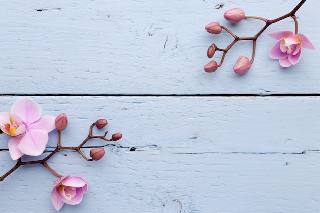 Pink orchid flowers