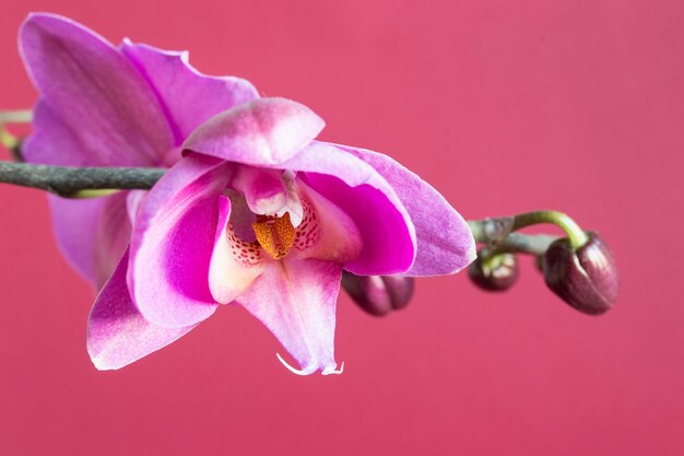 Pink orchid flowers