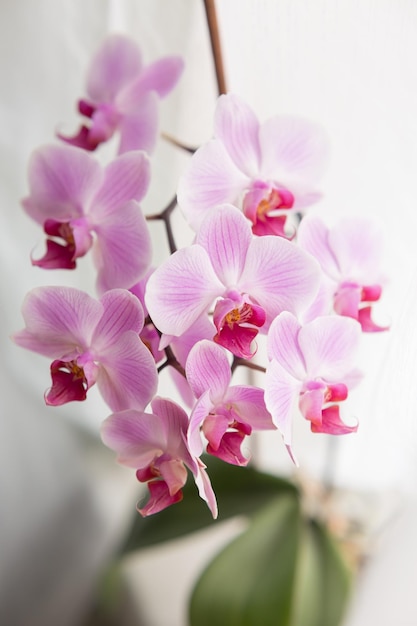 A pink orchid in a glass vase