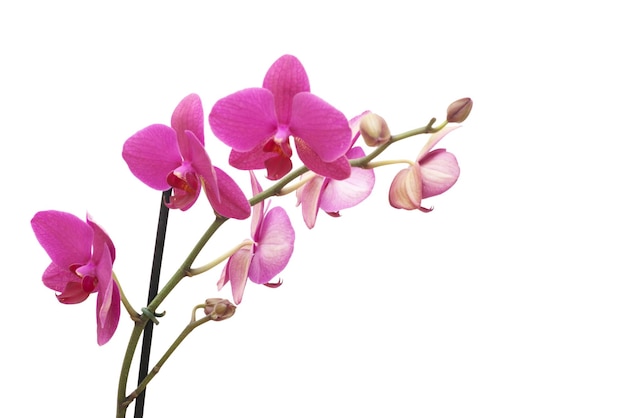 Pink orchid isolated on a white background