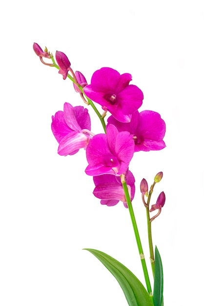 Pink orchid isolated on white background