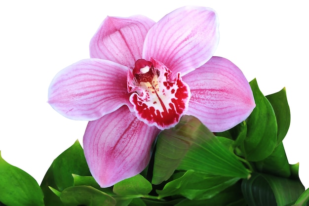 Pink orchid isolated on white background