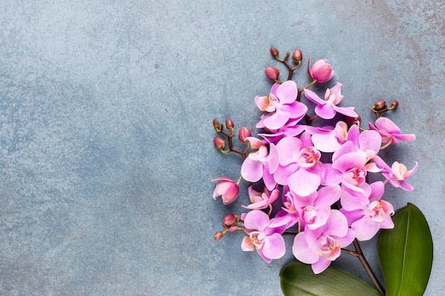 Orchidea rosa sullo sfondo pastello. sfondo della stazione termale.