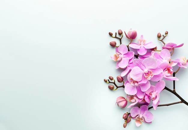 Pink orchid on the pastel background. Spa background.