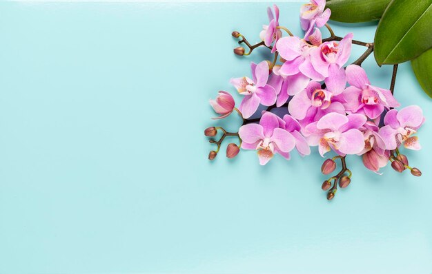 Pink orchid on the pastel background. Spa background.