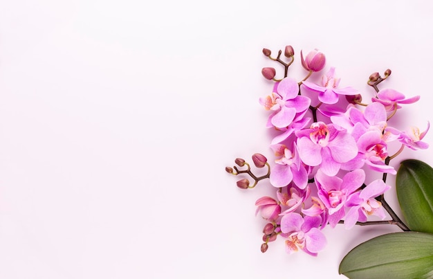 Pink orchid on the pastel background. Spa background.