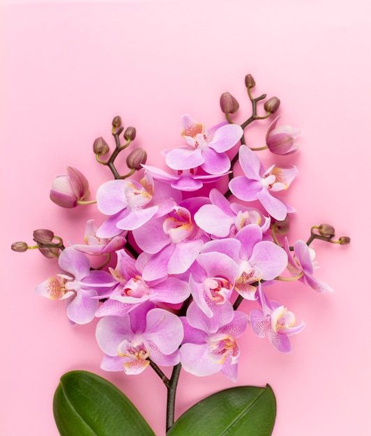 Pink orchid on the pastel background. Spa background.