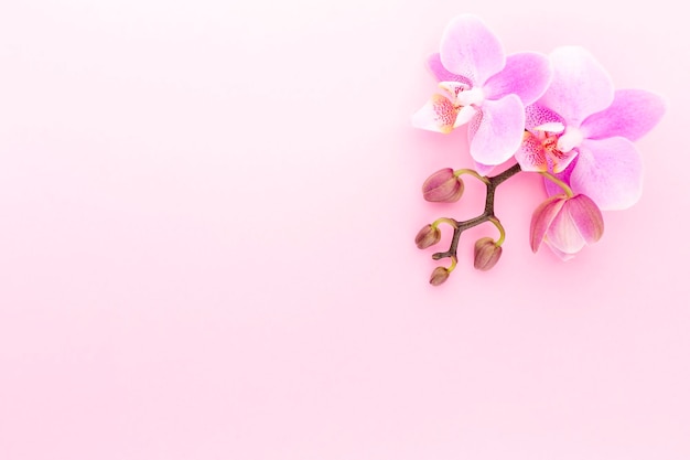 Pink orchid on the pastel background. Spa background.