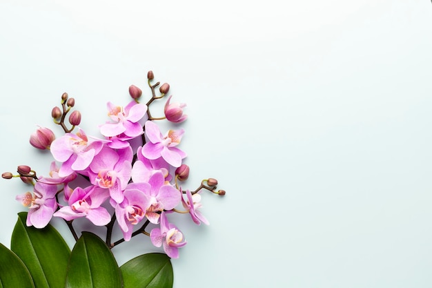 Pink orchid on the pastel background. Spa background.