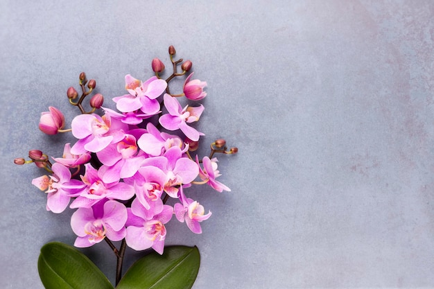 Pink orchid on the pastel background. Spa background.