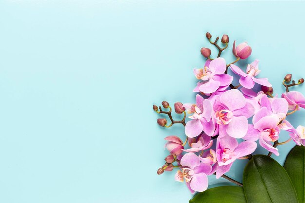 Pink orchid on the pastel background. Spa background.