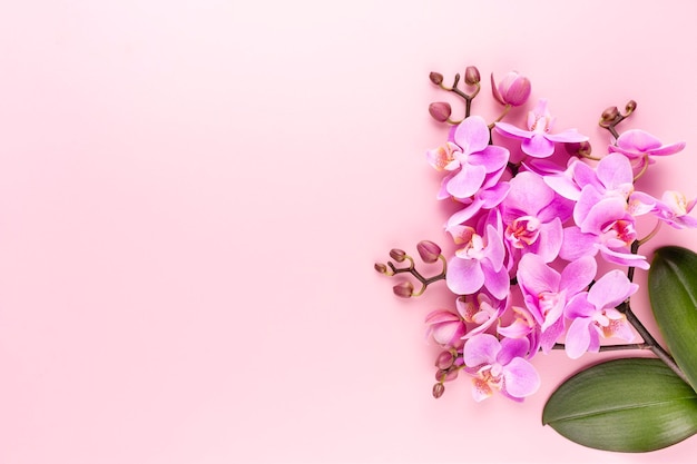 Pink orchid on the pastel background Spa background