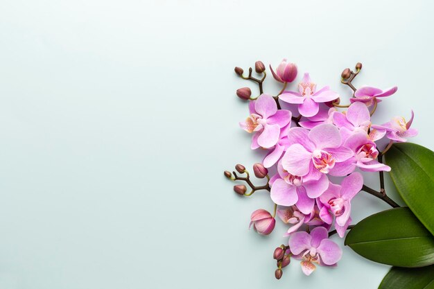 Pink orchid on the pastel background. Spa background.