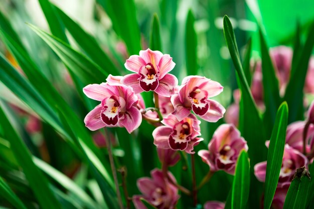 pink orchid phalaenopsis on green background