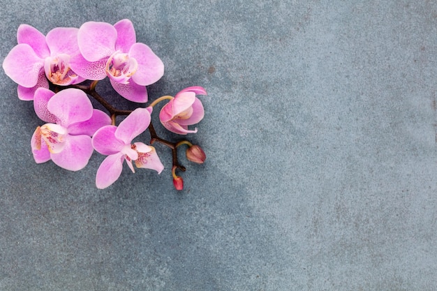 Розовые объекты темы орхидеи на пастельном фоне.