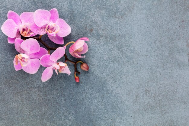 Pink orchid theme objects on pastel background.