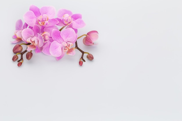Foto oggetti a tema orchidea rosa su sfondo pastello.